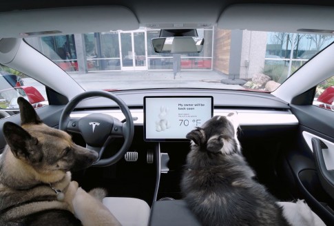 Een Tesla is de diervriendelijkste EV dankzij Dog Mode